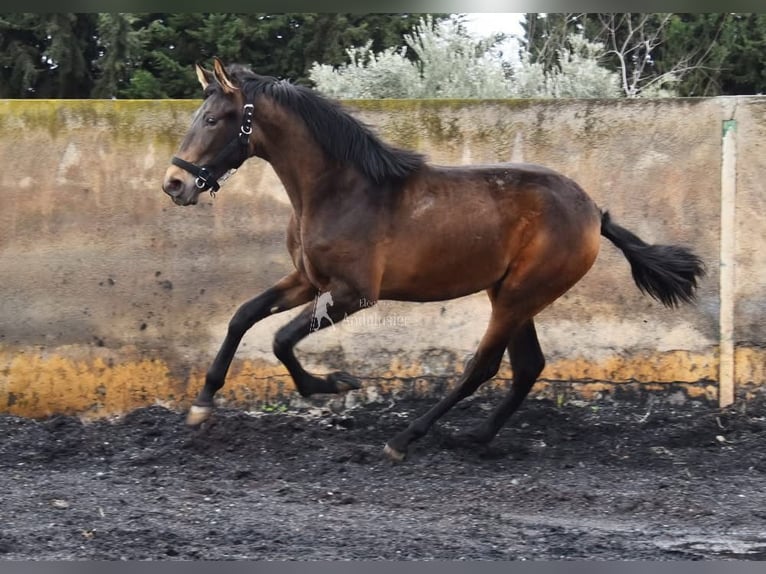 PRE Yegua 2 años 160 cm Bayo in Provinz Granada