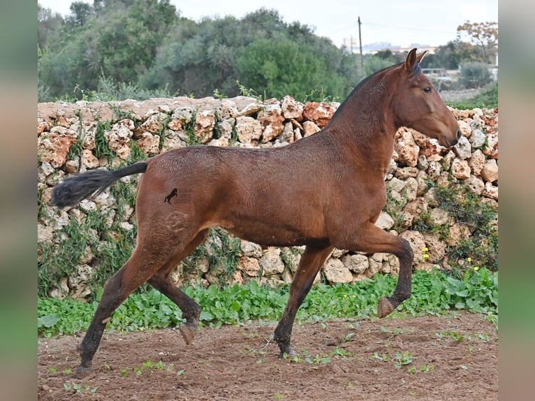 PRE Yegua 2 años 160 cm Castaño in Menorca