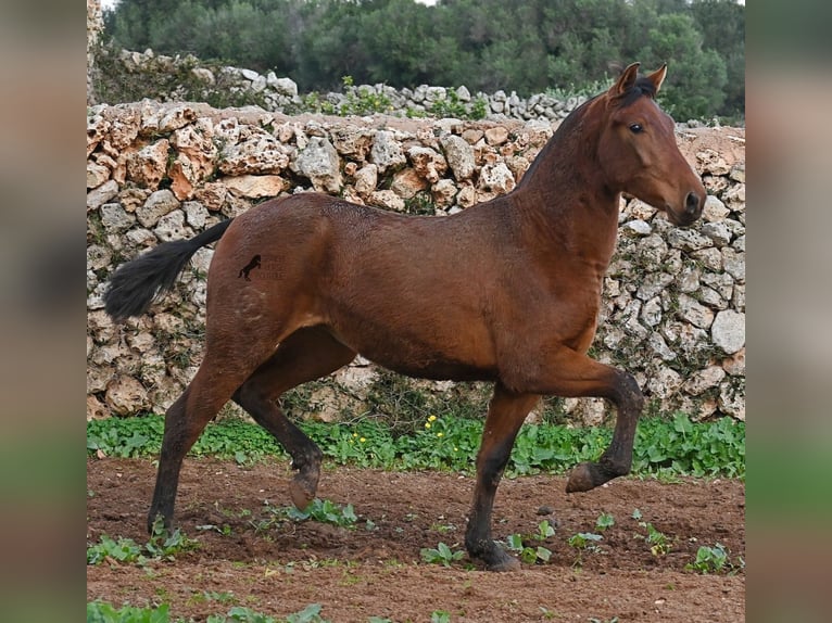 PRE Yegua 2 años 160 cm Castaño in Menorca