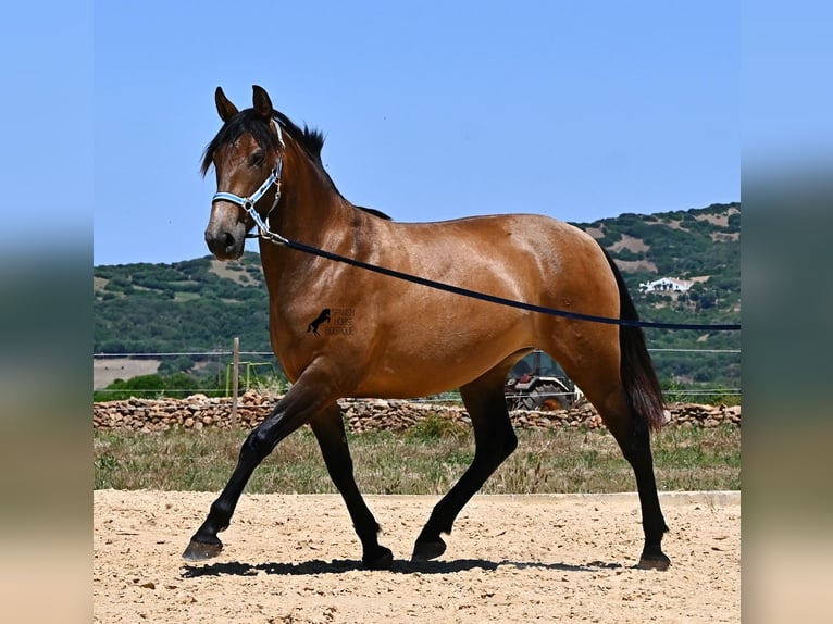 PRE Mestizo Yegua 2 años 162 cm Bayo in Menorca