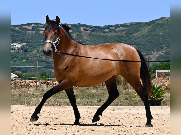 PRE Mestizo Yegua 2 años 162 cm Bayo in Menorca