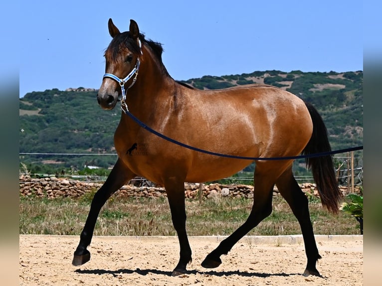 PRE Mestizo Yegua 2 años 162 cm Bayo in Menorca