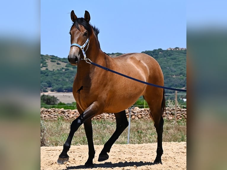 PRE Mestizo Yegua 2 años 162 cm Bayo in Menorca