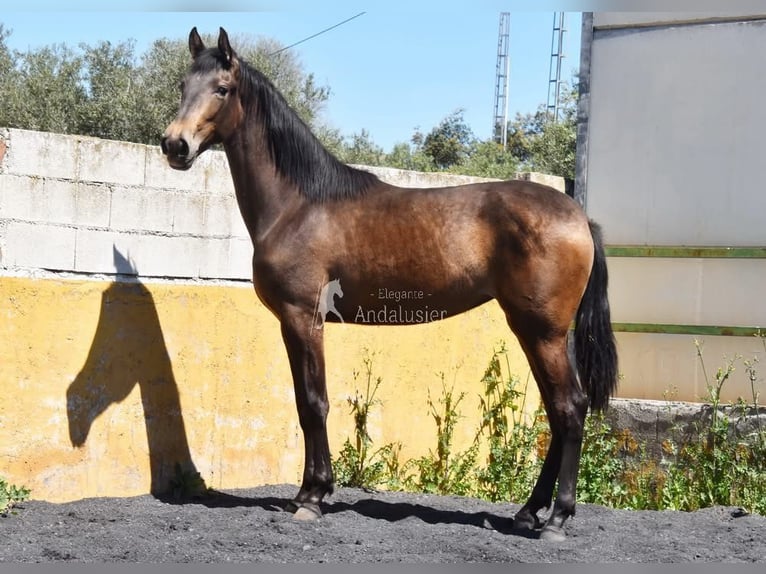 PRE Yegua 2 años 162 cm Bayo in Provinz Granada