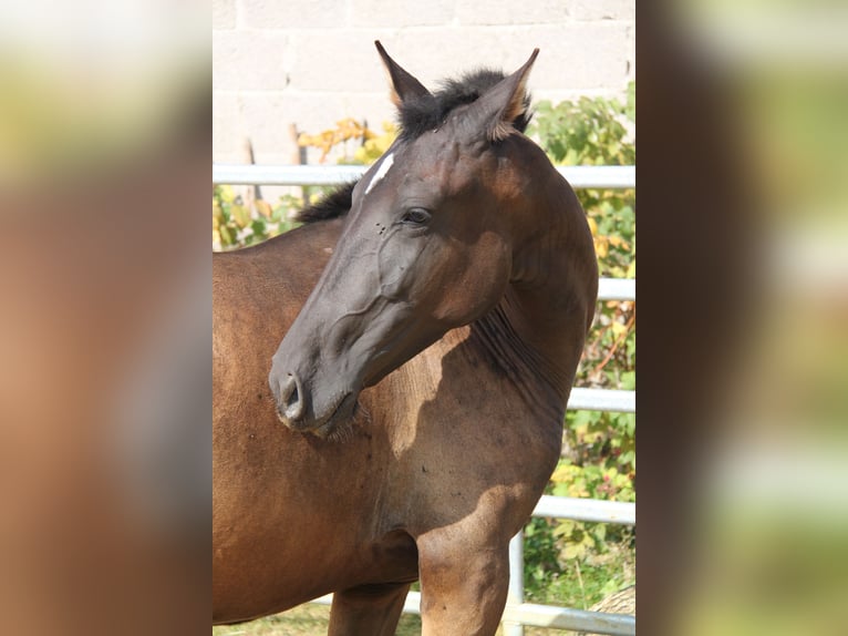 PRE Mestizo Yegua 2 años 162 cm Negro in Brauweiler