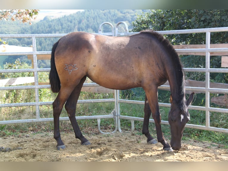 PRE Mestizo Yegua 2 años 162 cm Negro in Brauweiler