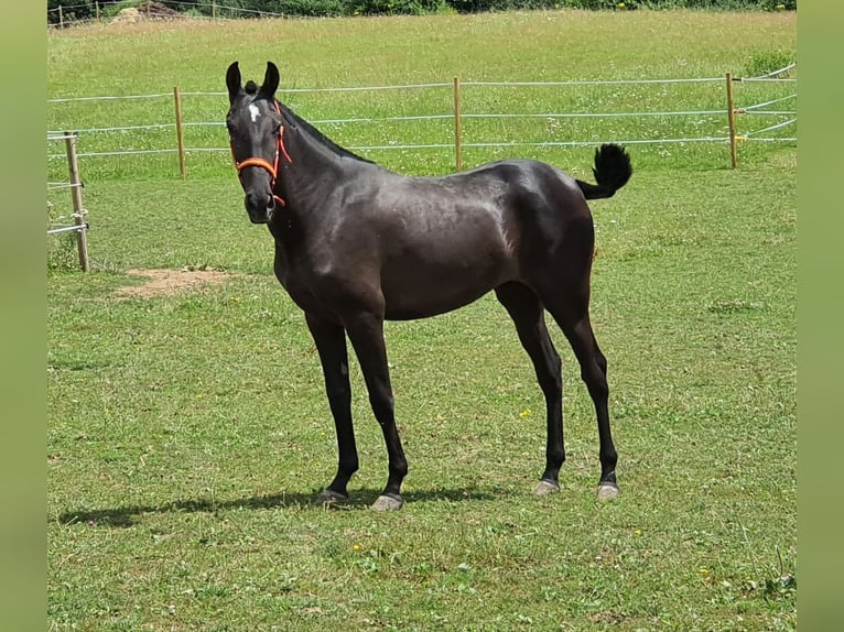 PRE Mestizo Yegua 2 años 162 cm Negro in Brauweiler