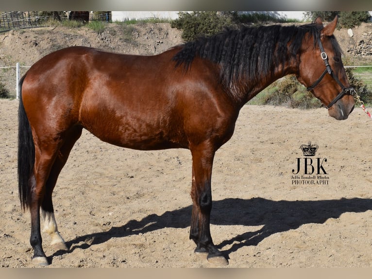 PRE Mestizo Yegua 2 años 164 cm Castaño in Tabernas Almeria