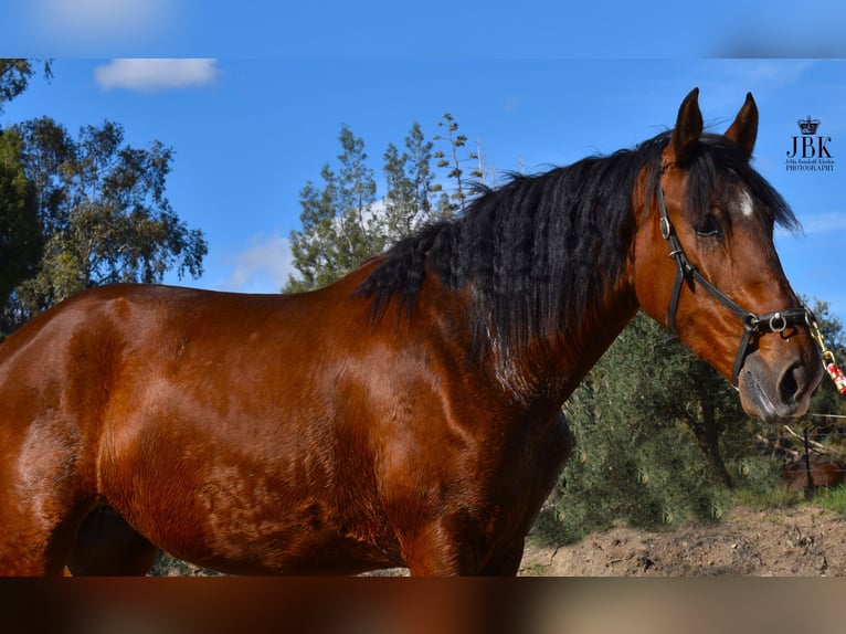 PRE Mestizo Yegua 2 años 164 cm Castaño in Tabernas Almeria