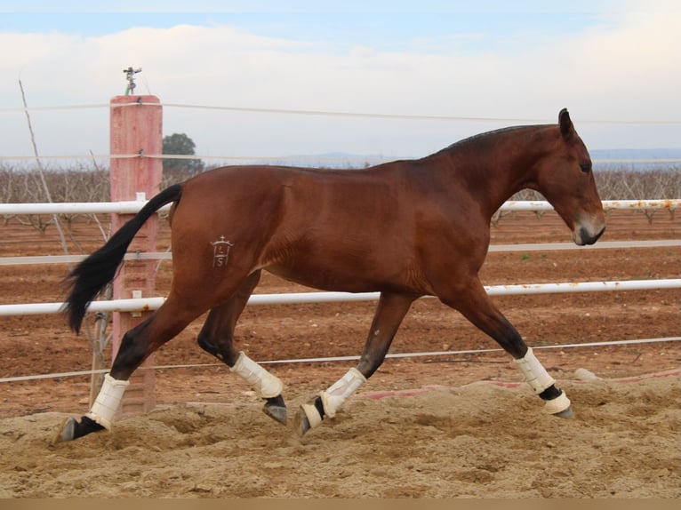 PRE Yegua 2 años 165 cm Castaño in Los Rosales