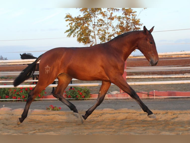 PRE Mestizo Yegua 2 años 165 cm Castaño in Los Rosales