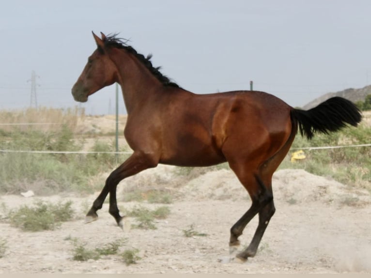 PRE Yegua 2 años 165 cm Castaño in Zaragoza