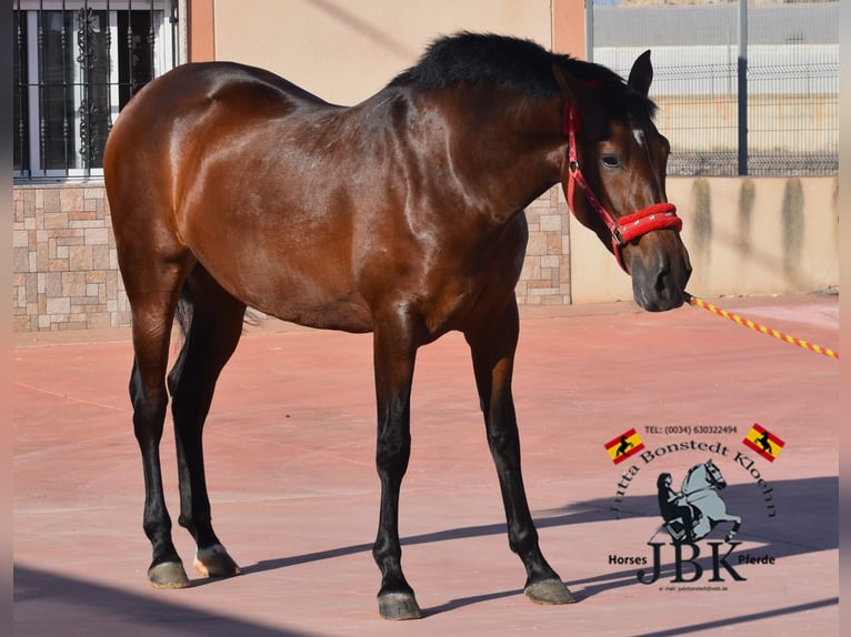 PRE Mestizo Yegua 2 años 165 cm Castaño in Tabernas Almeria