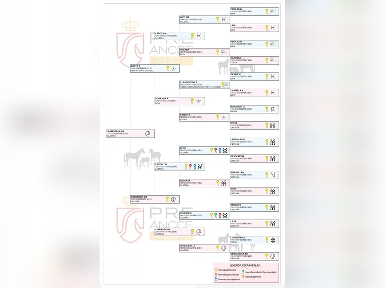 PRE Yegua 2 años 165 cm Palomino in Arjona