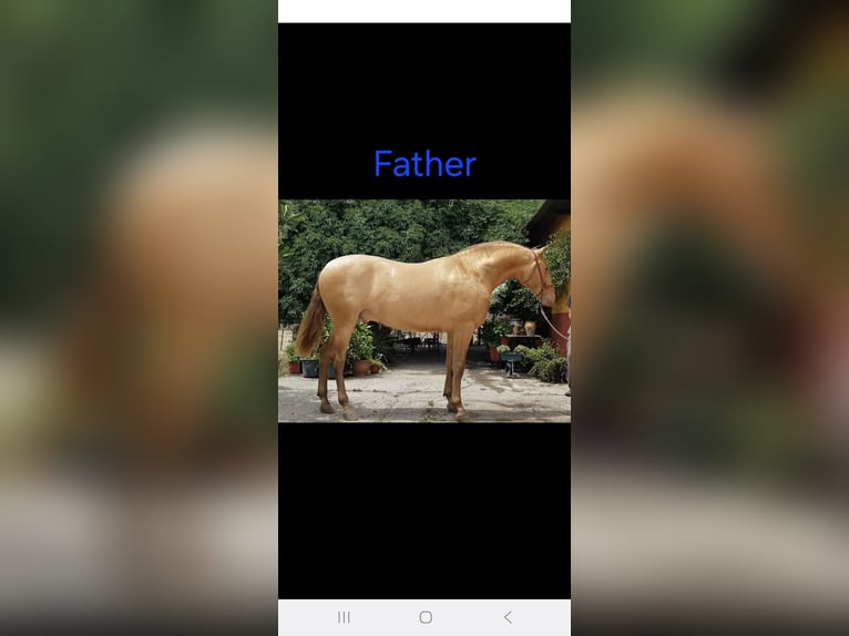 PRE Yegua 2 años 165 cm Perlino in Tábor