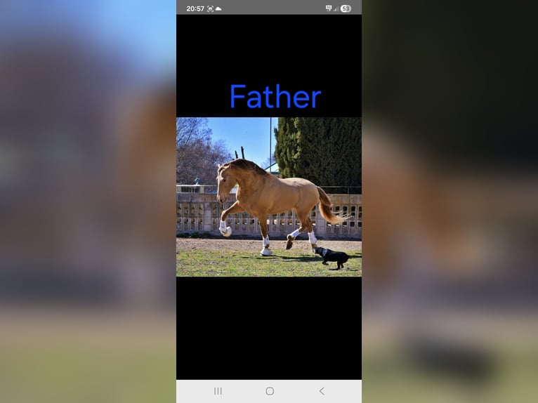 PRE Yegua 2 años 165 cm Perlino in Tábor