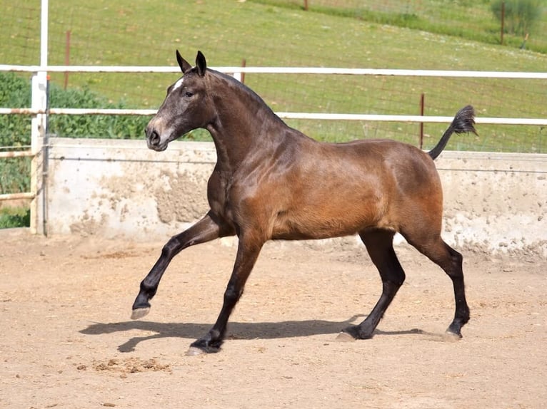PRE Mestizo Yegua 2 años 165 cm Tordo in Navas Del Madroño
