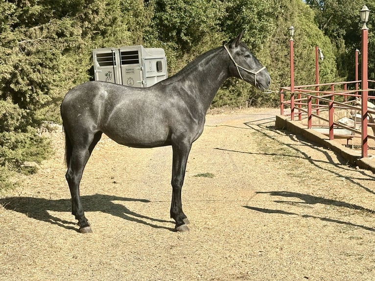 PRE Mestizo Yegua 2 años 165 cm Tordo in Galaroza (Huelva)