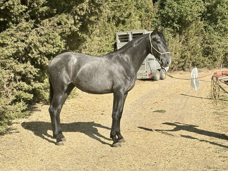 PRE Mestizo Yegua 2 años 165 cm Tordo in Galaroza (Huelva)