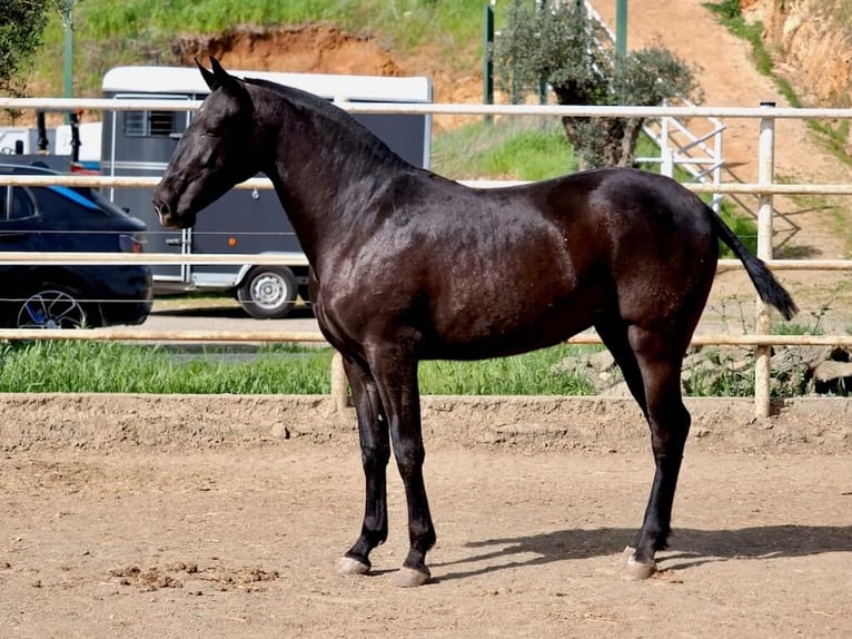 PRE Mestizo Yegua 2 años 166 cm Negro in Navas Del Madroño