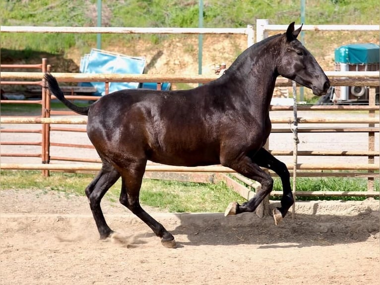 PRE Mestizo Yegua 2 años 166 cm Negro in Navas Del Madroño