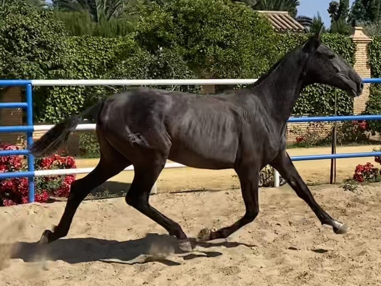 PRE Yegua 2 años 167 cm Tordo in Fuentes De Andalucia