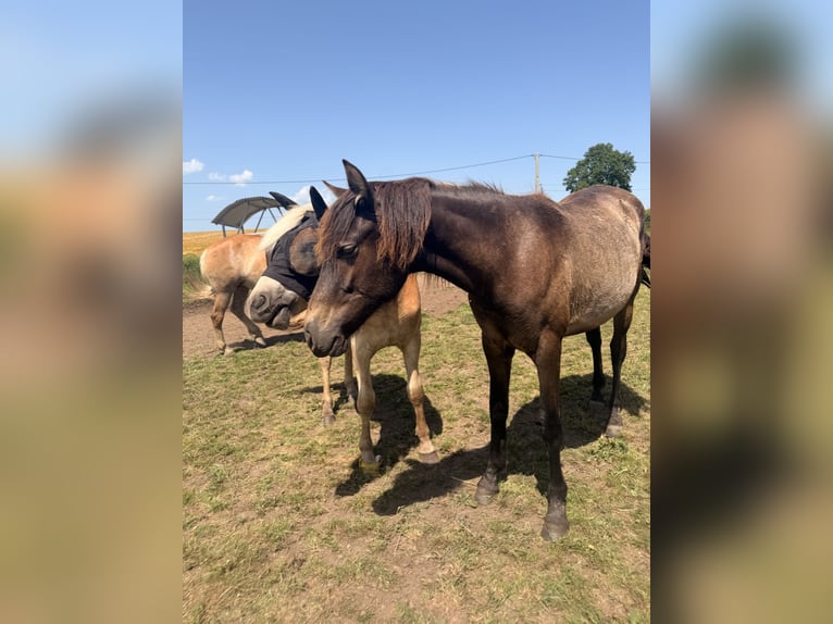 PRE Yegua 2 años Alazán in Saint-Aubin-en-Charollais