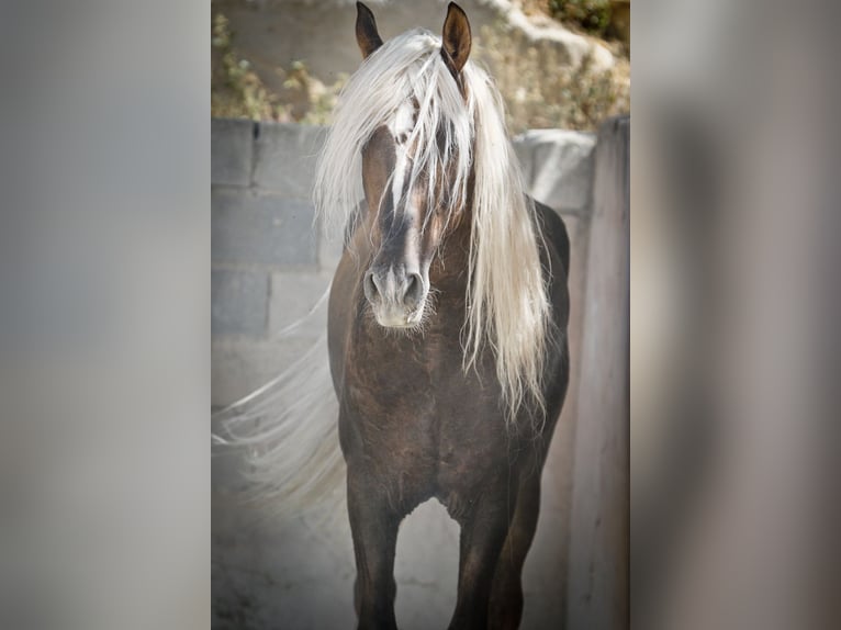 PRE Yegua 2 años Buckskin/Bayo in Alcoi/Alcoy