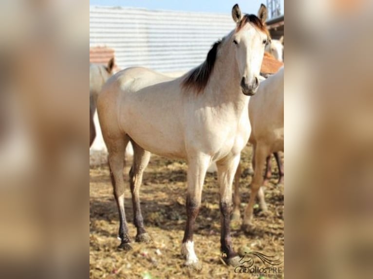 PRE Yegua 2 años Buckskin/Bayo in Alicante