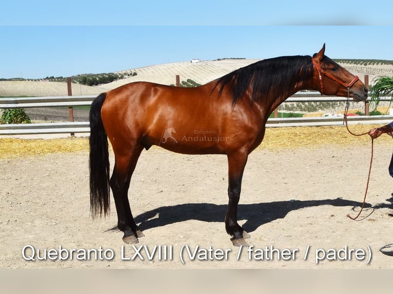 PRE Mestizo Yegua 3 años 150 cm Negro in Provinz Cordoba