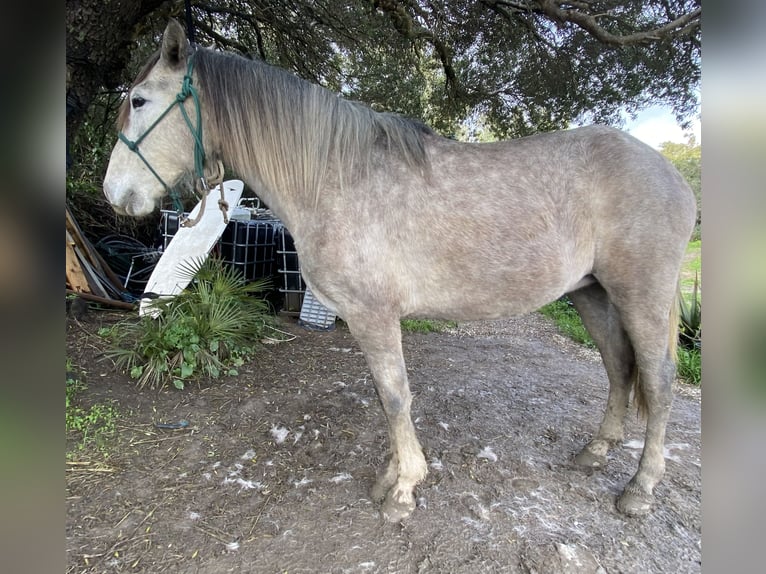 PRE Yegua 3 años 150 cm Tordo in Tarifa