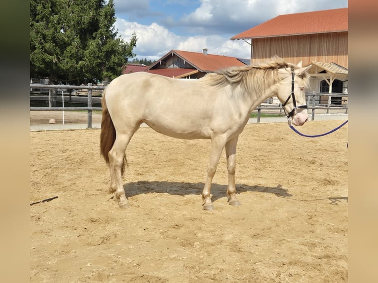 PRE Mestizo Yegua 3 años 152 cm  in Grabenstätt
