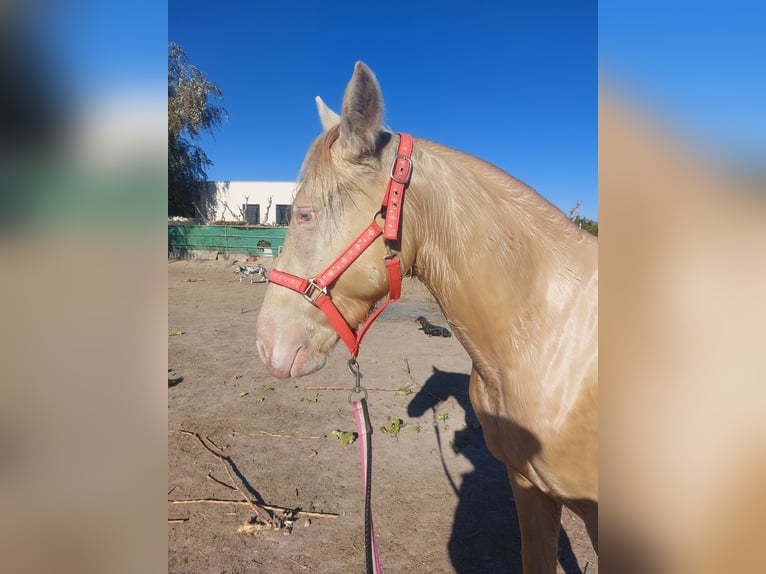 PRE Mestizo Yegua 3 años 152 cm Champán in Murcia