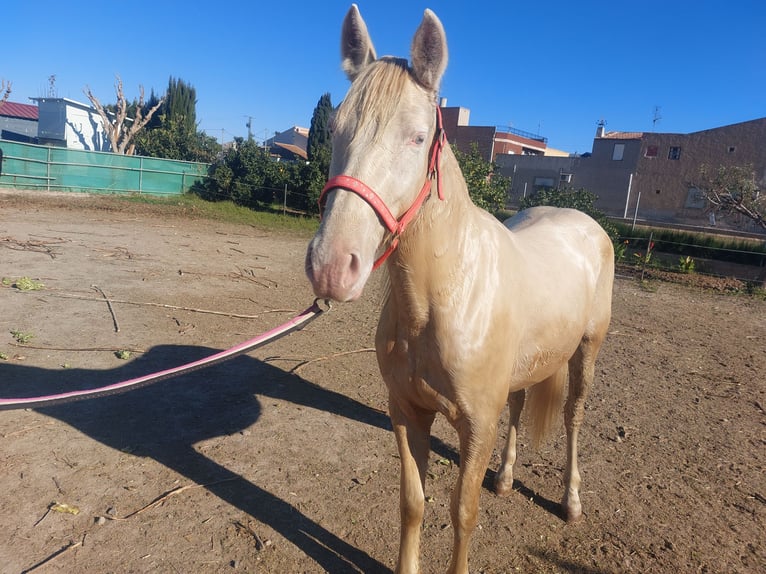 PRE Mestizo Yegua 3 años 152 cm Champán in Murcia