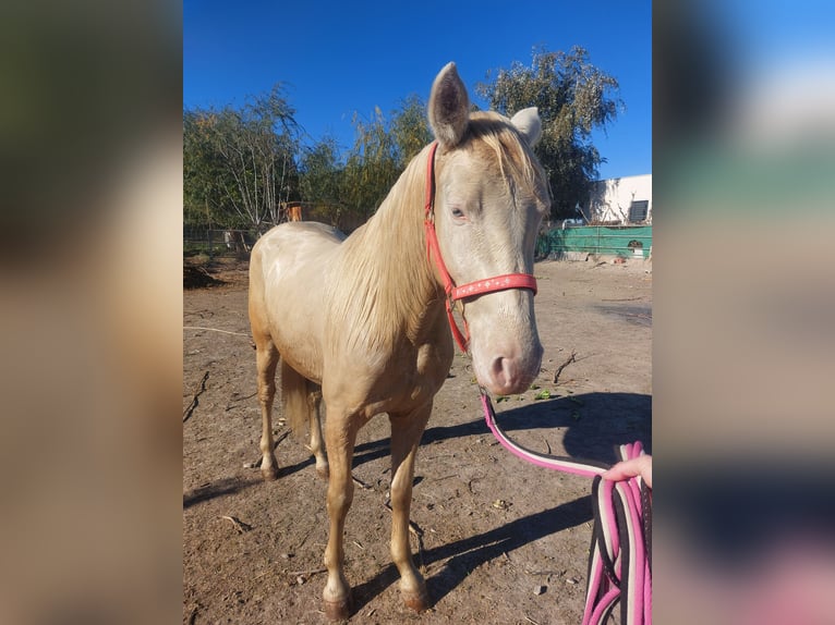 PRE Mestizo Yegua 3 años 152 cm Champán in Murcia