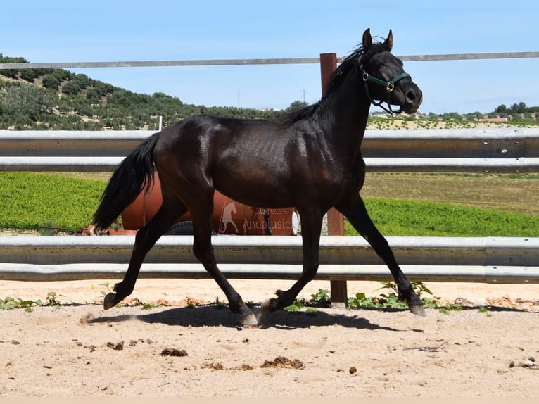 PRE Mestizo Yegua 3 años 152 cm Negro in Provinz Cordoba