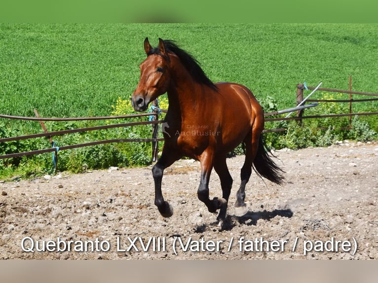 PRE Mestizo Yegua 3 años 152 cm Negro in Provinz Cordoba