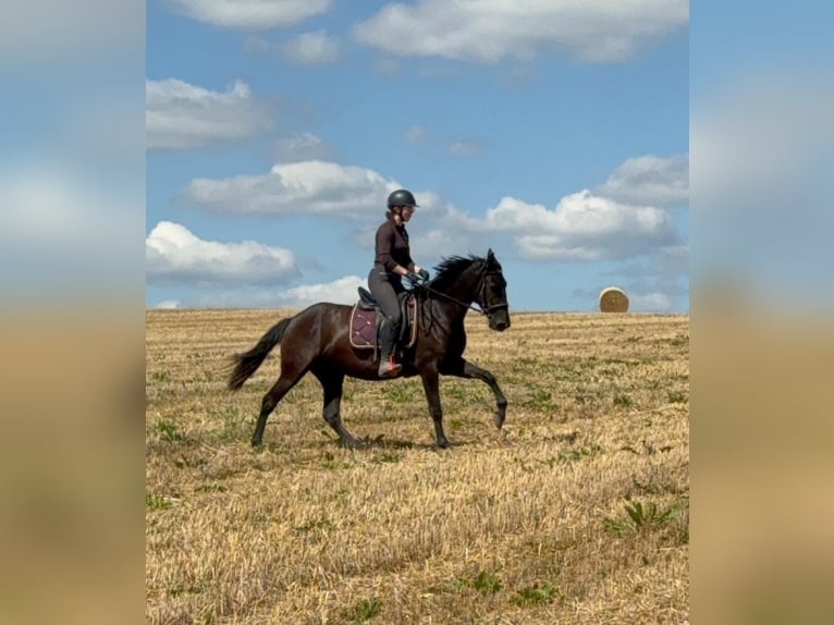 PRE Mestizo Yegua 3 años 153 cm Negro in Daleiden