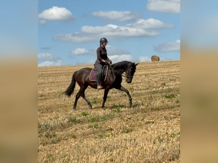 PRE Mestizo Yegua 3 años 153 cm Negro in Daleiden