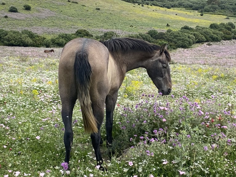 PRE Mestizo Yegua 3 años 153 cm Tordo in Tarifa