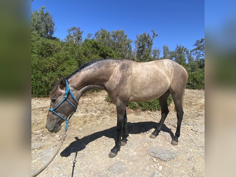 PRE Mestizo Yegua 3 años 153 cm Tordo in Tarifa