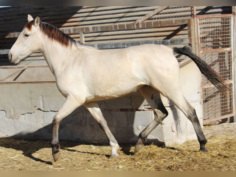 PRE Yegua 3 años 154 cm Bayo in Rafelguaraf