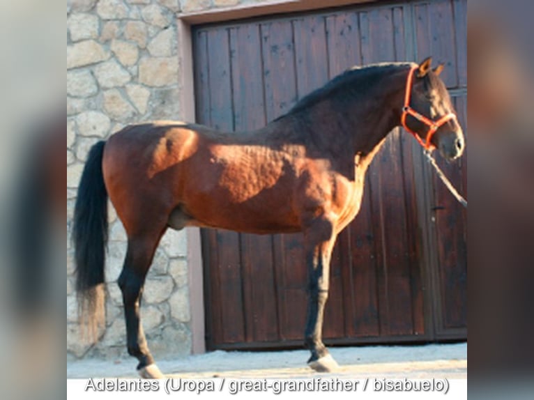 PRE Yegua 3 años 154 cm Tordo in Provinz Malaga