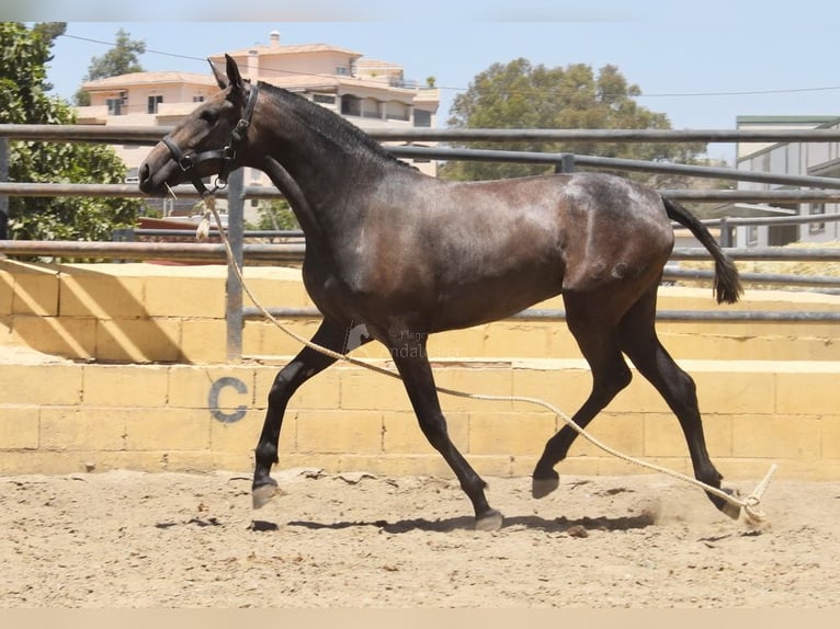 PRE Yegua 3 años 154 cm Tordo in Provinz Malaga