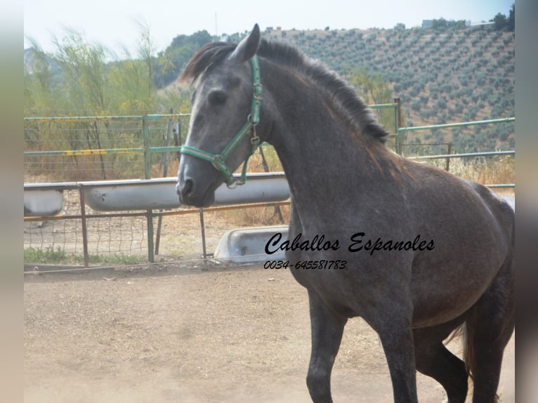 PRE Mestizo Yegua 3 años 154 cm Tordo rodado in Vejer de la Frontera
