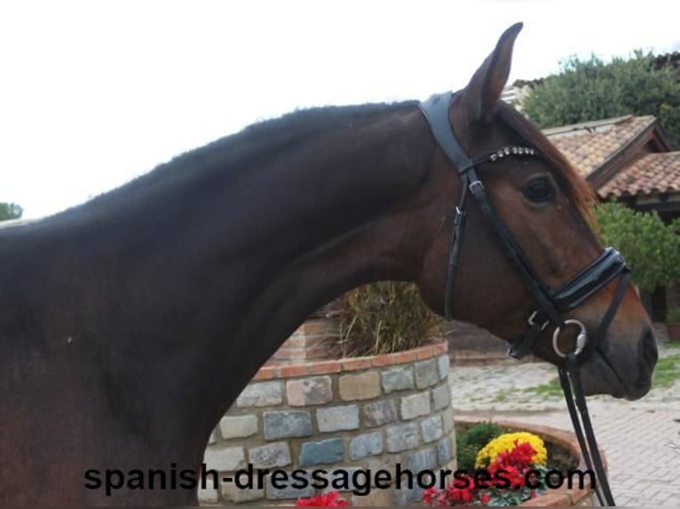 PRE Mestizo Yegua 3 años 155 cm Castaño oscuro in Barceona