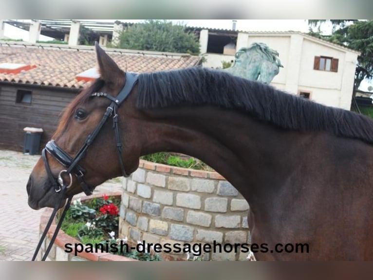 PRE Mestizo Yegua 3 años 155 cm Castaño oscuro in Barceona