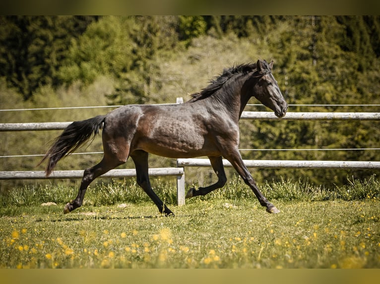 PRE Mestizo Yegua 3 años 155 cm Negro in Grabenstätt