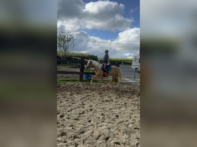 PRE Mestizo Yegua 3 años 155 cm Palomino in Daleiden