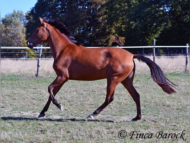 PRE Mestizo Yegua 3 años 156 cm Castaño in Wiebelsheim
